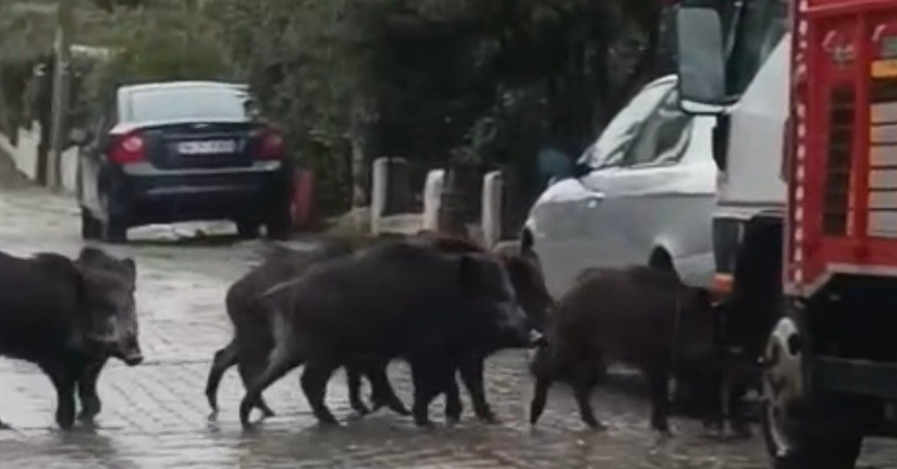 Ayvalık’ta yağmurlu havada aç kalan domuzlar şehir merkezine indi