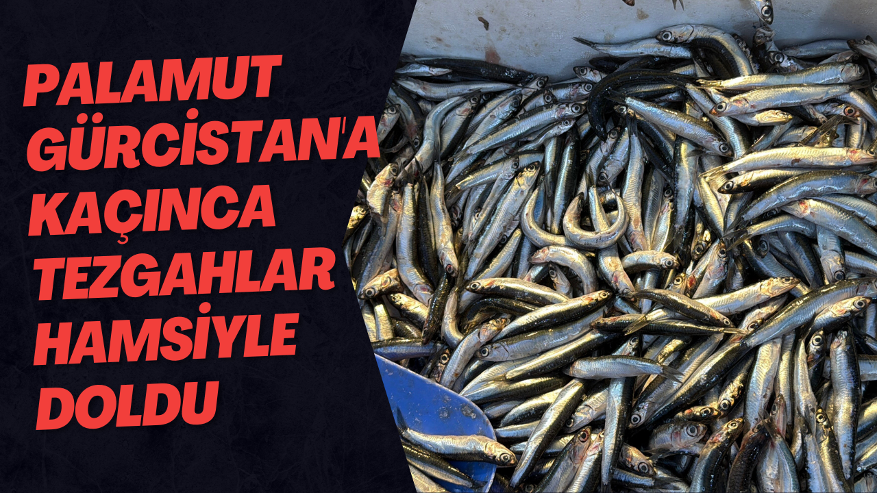 Palamut Gürcistan'a Kaçınca Tezgahlar Hamsiyle Doldu