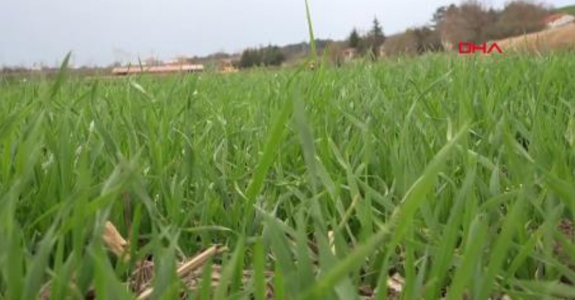Edirne'de kuraklık nedeniyle üretici ayçiçeğinden uzaklaşıp, buğday ekimine yöneldi