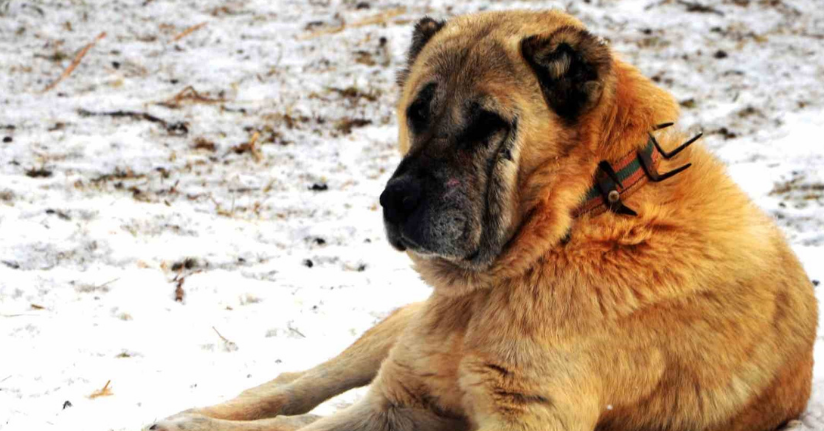 Erzurum’da bir kayıp hikâyesi