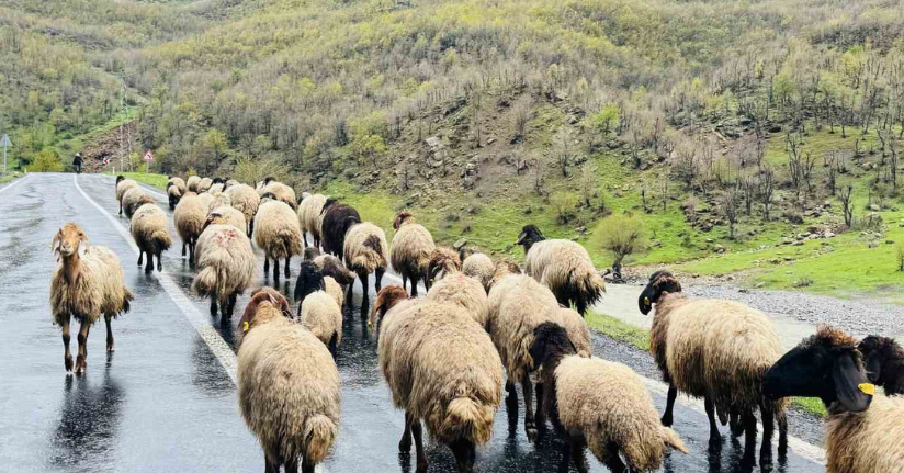 Şırnak’ta 1 milyonun üzerinde küçükbaş, yaylalardan ovalara iniyor