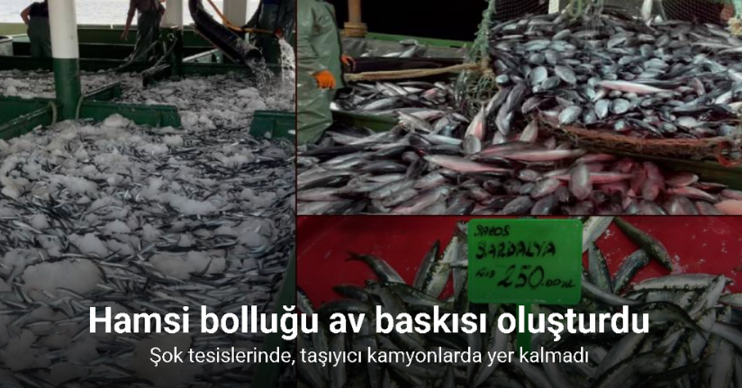 Hamsi bolluğu av baskısı oluşturdu: Şok tesislerinde, taşıyıcı kamyonlarda yer kalmadı