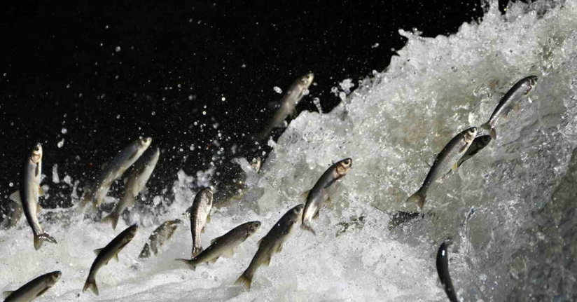 Prof. Dr. Alaeddinoğlu: 