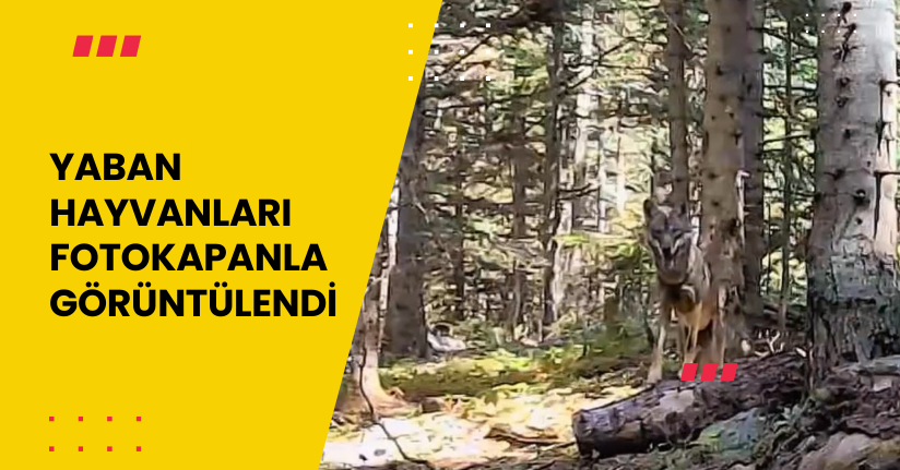 Yaban hayvanları fotokapanla görüntülendi
