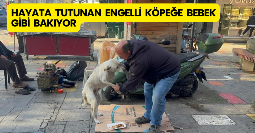 Hayata tutunan engelli köpeğe bebek gibi bakıyor
