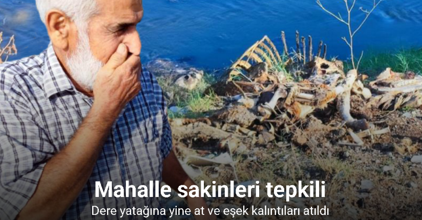 Adana’da dere yatağına yine at ve eşek kalıntıları atıldı: Mahalle sakinleri tepki gösterdi