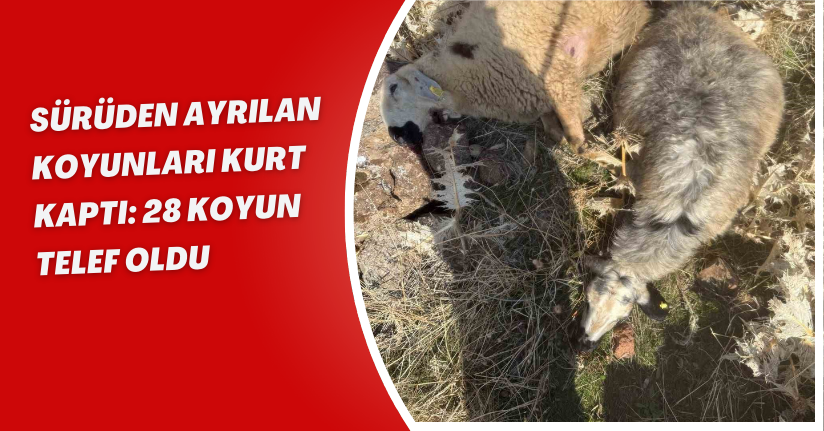 Sürüden ayrılan koyunları kurt kaptı: 28 koyun telef oldu