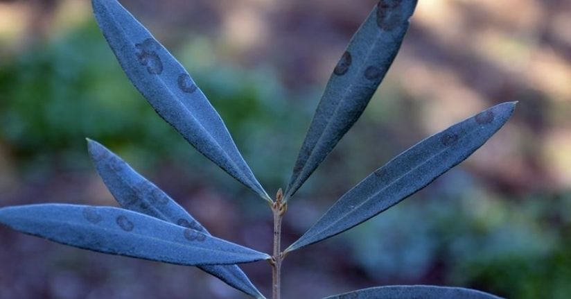 Zeytinde halkalı leke hastalığı ile mücadele çağrısı yapıldı