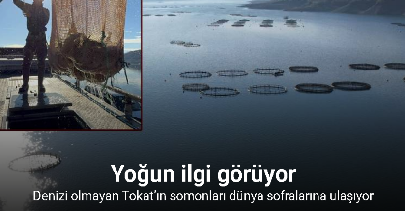 Denizi olmayan Tokat’ın somonları dünya sofralarına ulaşıyor