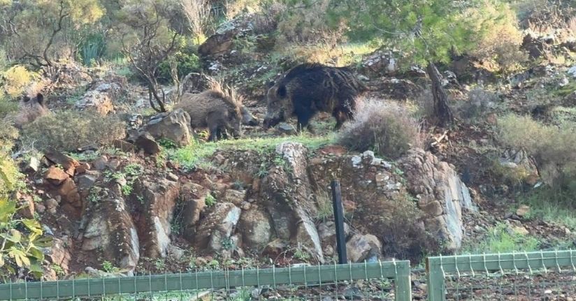 Marmaris’te domuz istilası sürüyor: 