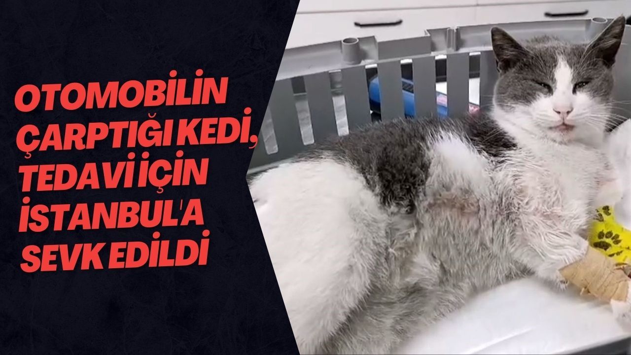 Otomobilin Çarptığı Kedi, Tedavi İçin İstanbul'a Sevk Edildi