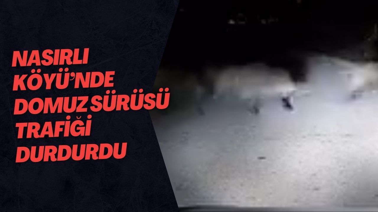 Nasırlı Köyü’nde Domuz Sürüsü Trafiği Durdurdu