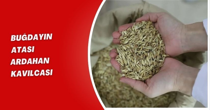 Buğdayın Atası Ardahan Kavılcası