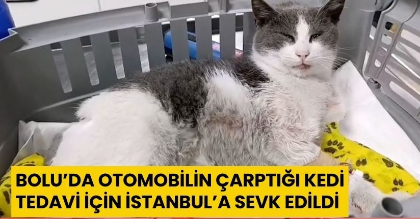 Bolu’da otomobilin çarptığı kedi, tedavi için İstanbul’a sevk edildi