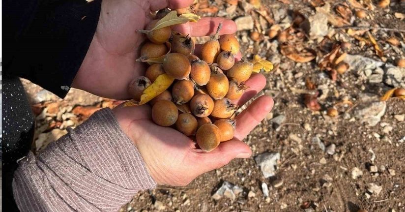 Toros Dağları’nda gizemli hayırseverin 30 yıl önce aşıladığı meyveler bölge halkına gelir oldu