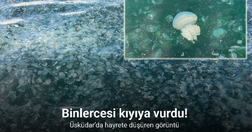 Üsküdar’da hayrete düşüren görüntü: Binlercesi kıyıya vurdu