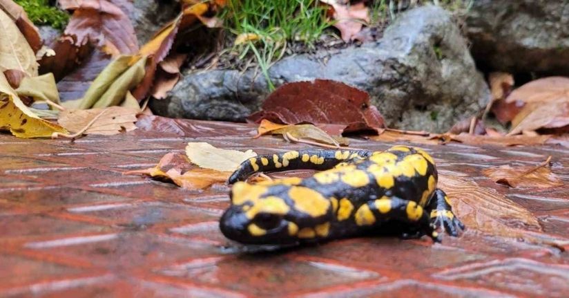 Koruma altındaki ’Benekli Semenderler’ Kemaliye’de görüntülendi