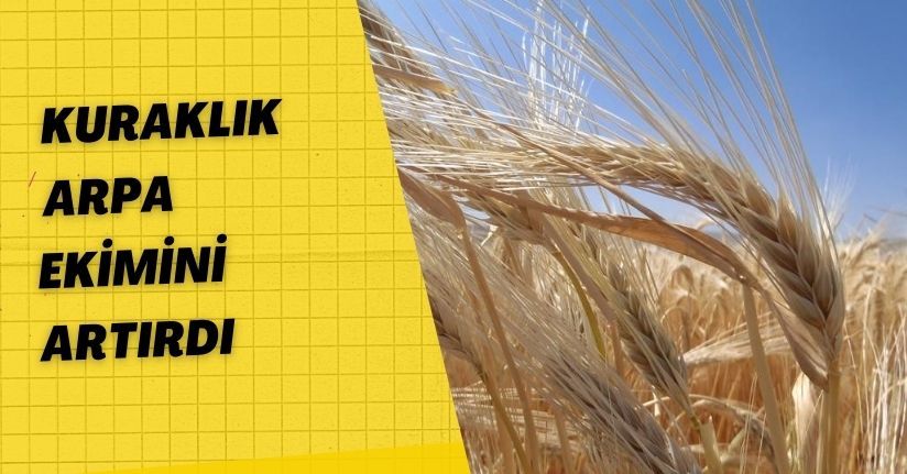 Kuraklık arpa ekimini artırdı