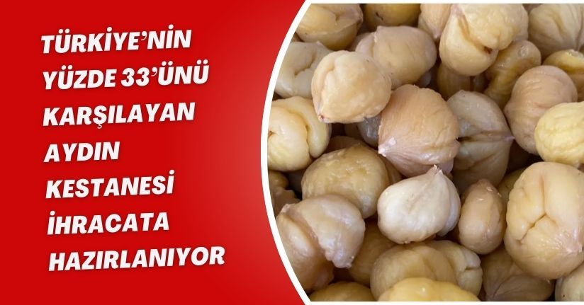 Türkiye’nin yüzde 33’ünü karşılayan Aydın Kestanesi, ihracata hazırlanıyor