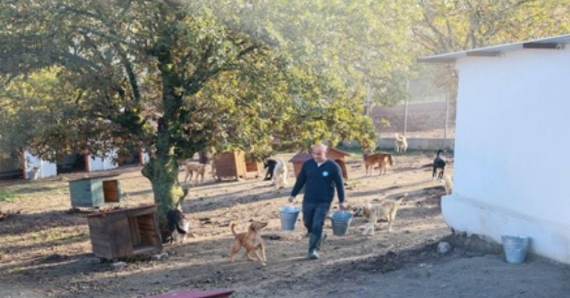 Sahiplendiği 2 köpeği sokağa terk eden kadına 172 bin 716 TL ceza