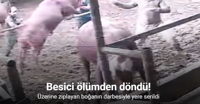 Üzerine zıplayan boğanın darbesiyle yere serildi: O anlar kamerada