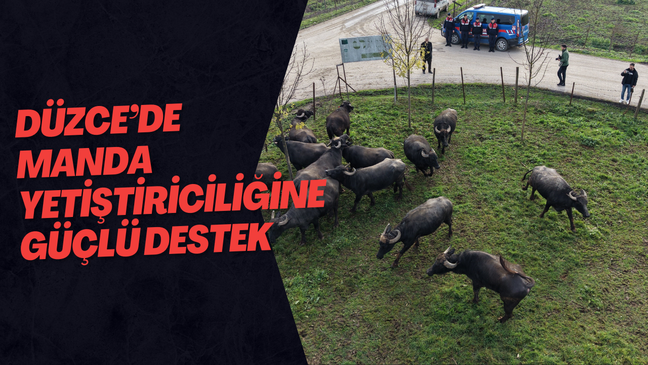 Düzce’de Manda Yetiştiriciliğine Güçlü Destek