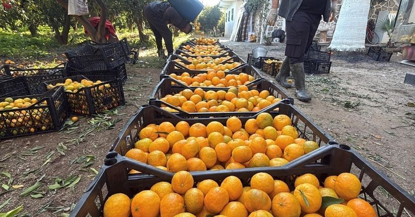 Bodrum mandalinası bahçede 15-20, manavlarda 100 liradan satılıyor