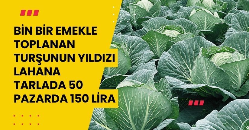 Bin bir emekle toplanan turşunun yıldızı lahana tarlada 50, pazarda 150 lira