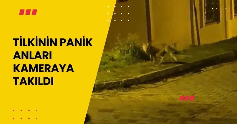 Tilkinin panik anları kameraya takıldı