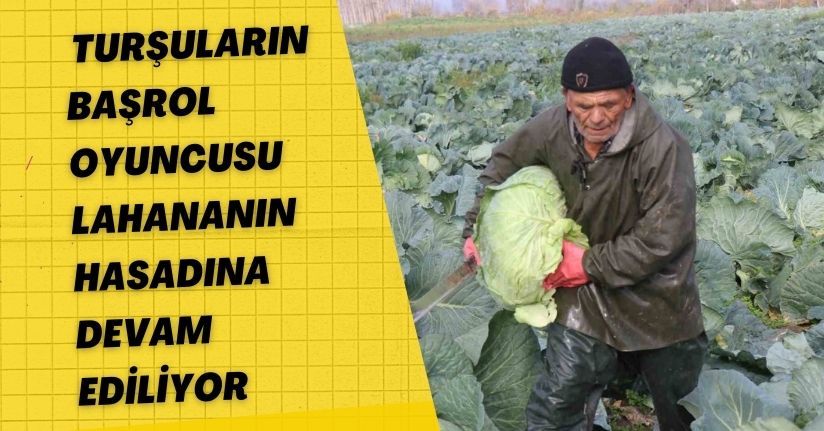 Turşuların başrol oyuncusu lahananın hasadına devam ediliyor