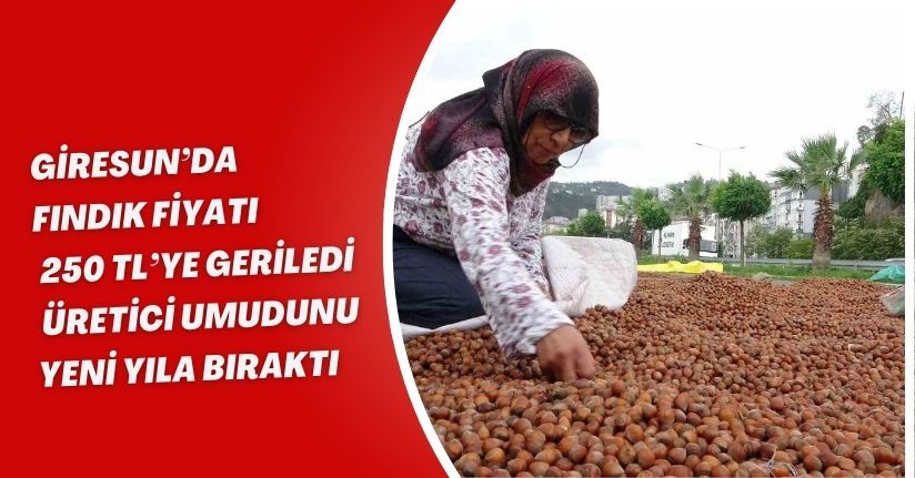 Giresun’da fındık fiyatı 250 TL’ye geriledi, üretici umudunu yeni yıla bıraktı