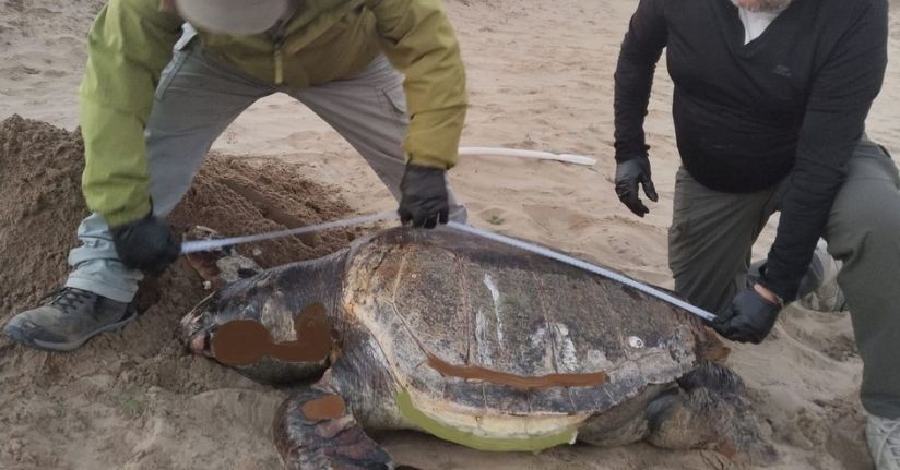 Kuşadası’nda son bir haftada 3 deniz kaplumbağası ölü bulundu