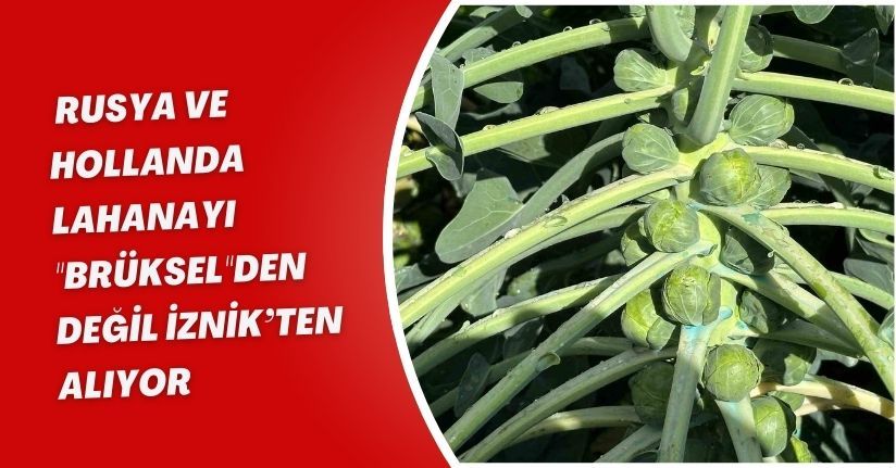 Rusya ve Hollanda lahanayı 