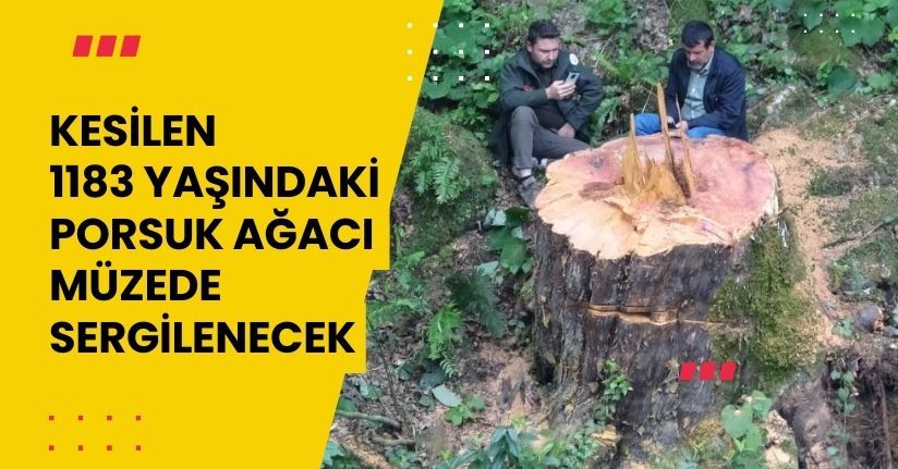 Kesilen 1183 yaşındaki porsuk ağacı, İstanbul'da müzede sergilenecek