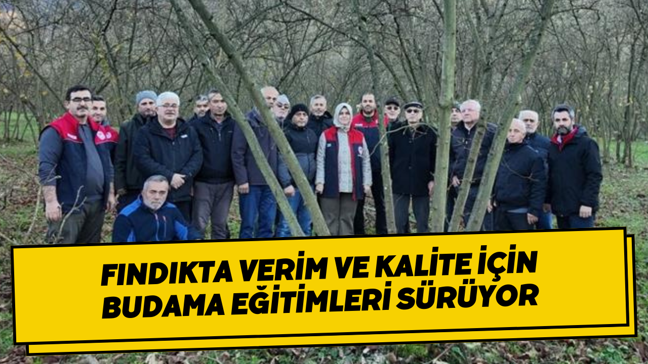 Düzce’de Fındıkta Verim Ve Kalite İçin Budama Eğitimleri Sürüyor