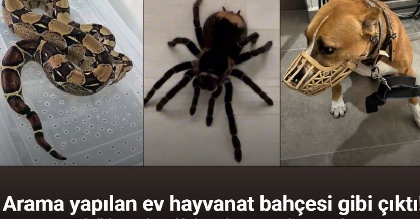 Operasyon yapılan ev hayvanat bahçesi gibi çıktı