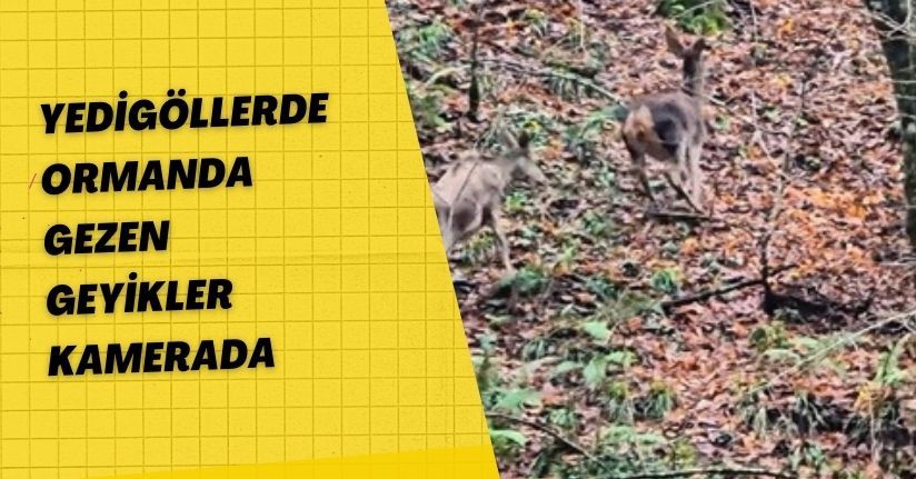 Yedigöllerde ormanda gezen geyikler kamerada