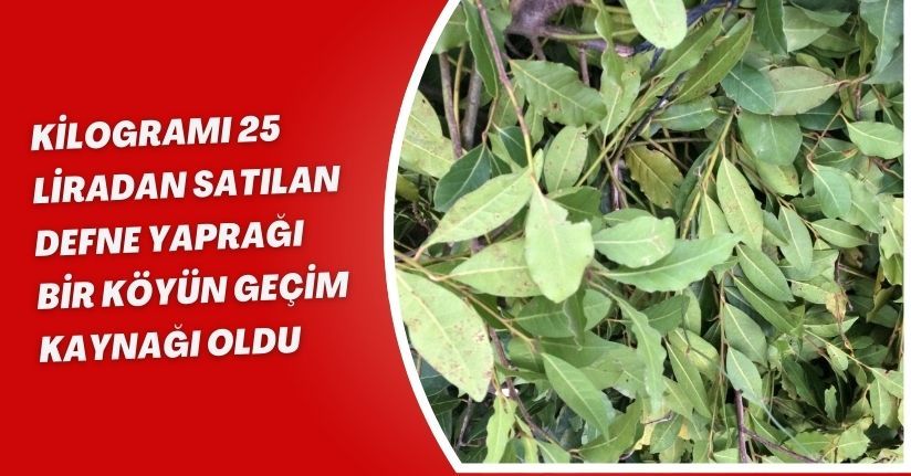 Kilogramı 25 liradan satılan defne yaprağı bir köyün geçim kaynağı oldu