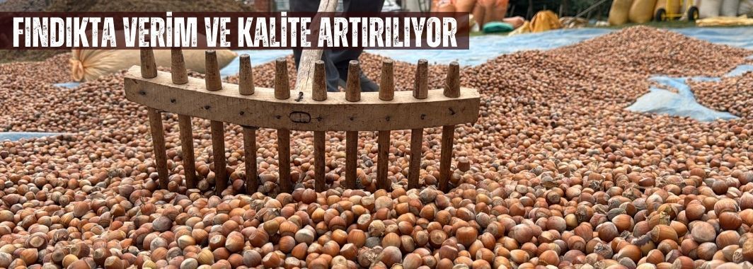 Düzce’de Fındıkta Verim Ve Kalite İçin Budama Eğitimleri Sürüyor