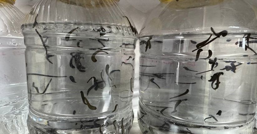 Eğirdir’de yılda 20 bin tıbbi sülük kontrollü ortamda üretiliyor