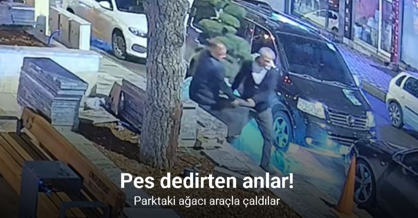 Bu da ağaç hırsızlığı: Parktaki ağacı araçla çaldılar