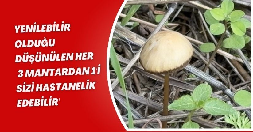Yenilebilir olduğu düşünülen her 3 mantardan 1'i sizi hastanelik edebilir'