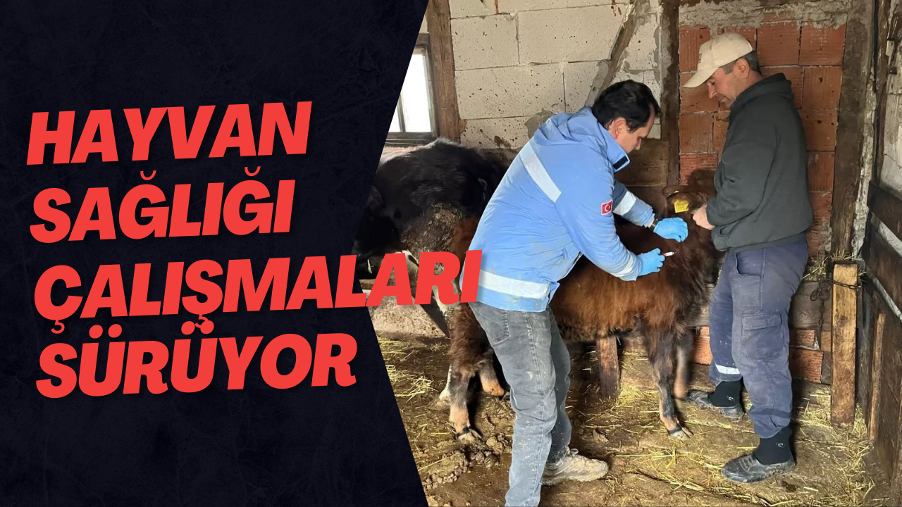 Hayvan Sağlığı Çalışmaları Sürüyor