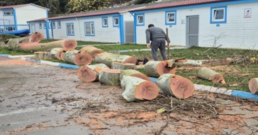 Zonguldak'ta kuvvetli rüzgar; 90 yaşındaki çınar ağacı devrildi