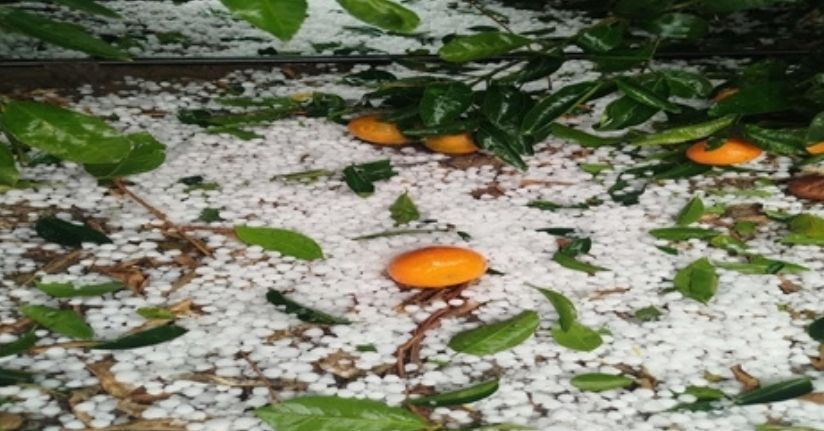 Adana'da dolu yağışı; narenciye bahçeleri zarar gördü
