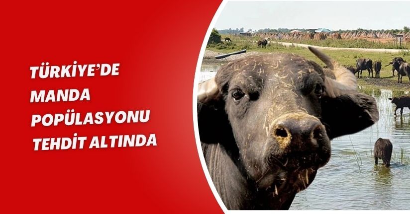 Türkiye’de manda popülasyonu tehdit altında