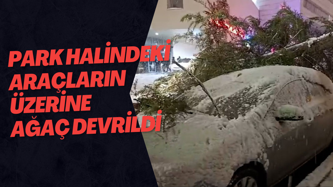 Park Halindeki Araçların Üzerine Ağaç Devrildi