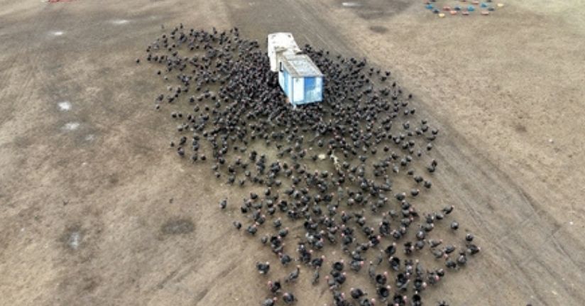 Tekirdağ'da yılbaşı öncesi hindi satışları arttı; dişi hindiye ilgi daha fazla