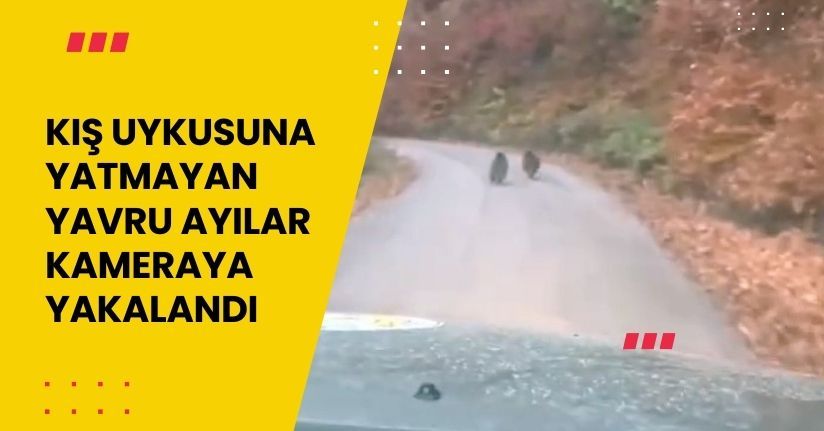  Kış uykusuna yatmayan yavru ayılar kameraya yakalandı
