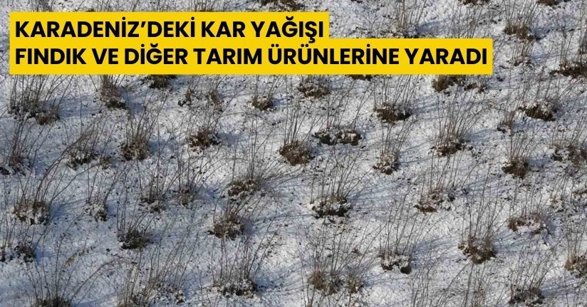 Karadeniz’deki kar yağışı, fındık ve diğer tarım ürünlerine yaradı